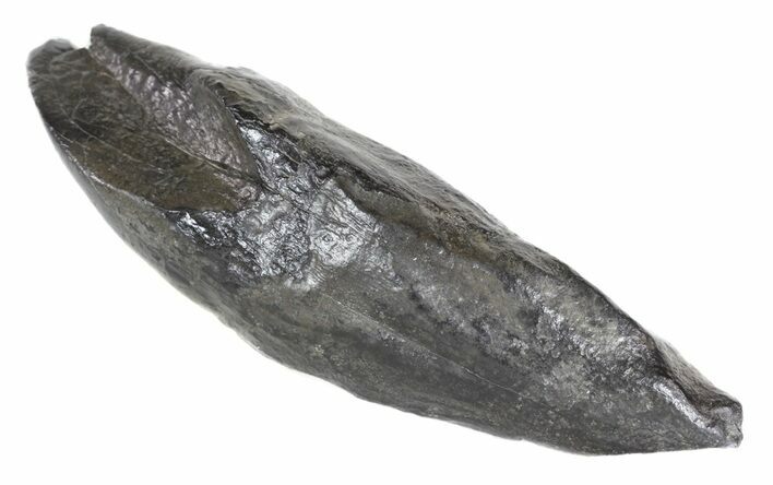 Fossil Whale Tooth - South Carolina #54164
